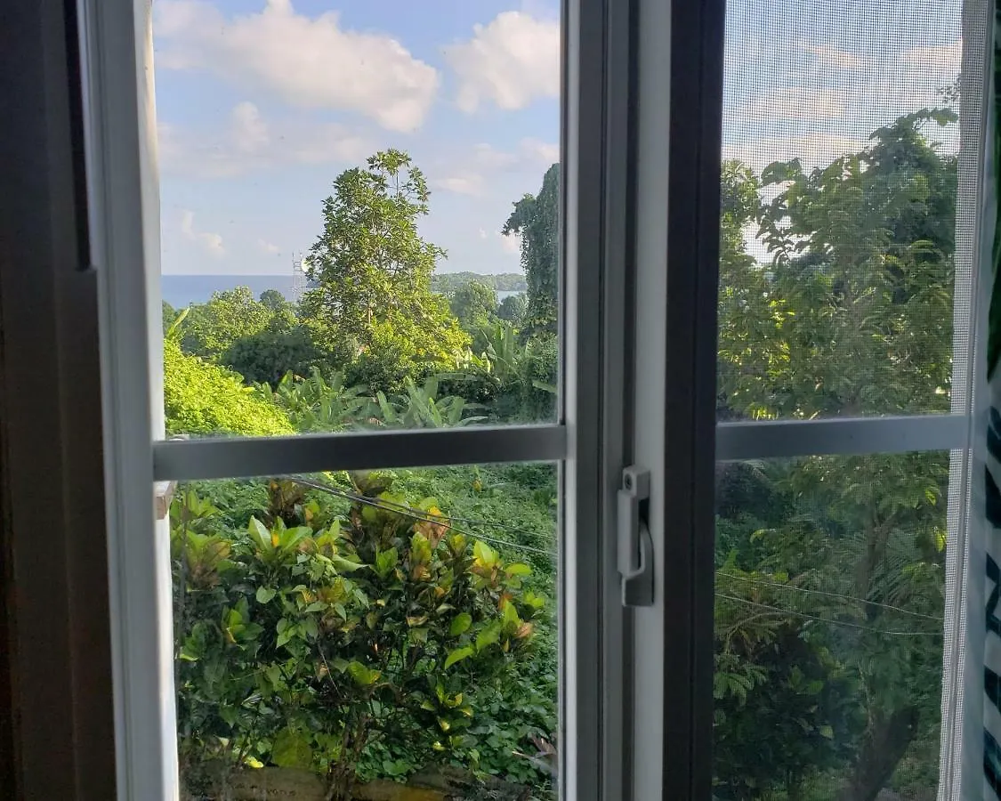 Viva Violas Port Antonio
